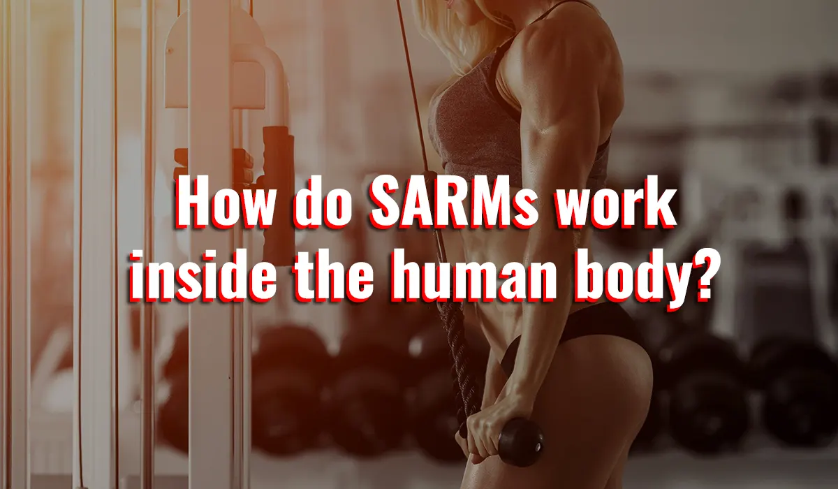 How do SARMs work inside the human body?